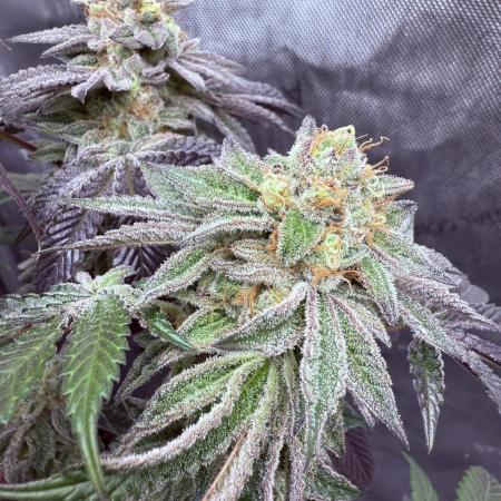 Doja - CHERRY LIMEADE - // Kings Juice Auto