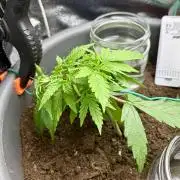 Blue Auto Mazar 2nd try