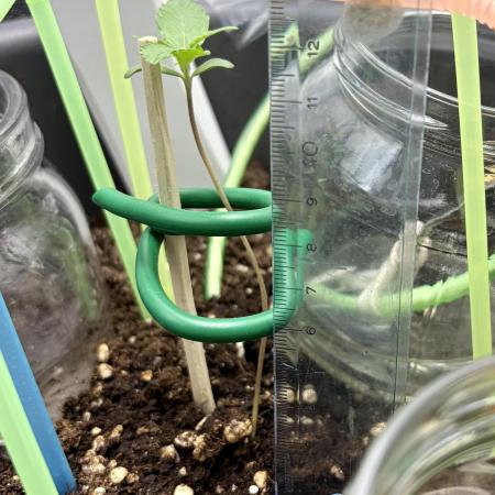 Blue Auto Mazar 2nd try