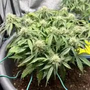 Blue Auto Mazar 2nd try