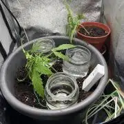 Blue Auto Mazar 2nd try