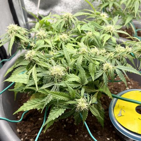 Blue Auto Mazar 2nd try