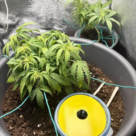 Blue Auto Mazar 2nd try