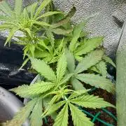 Blue Auto Mazar 2nd try