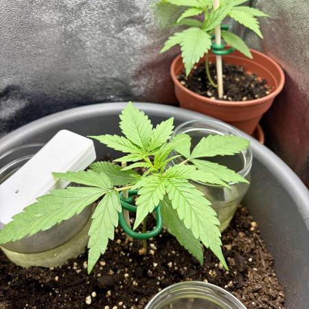 Blue Auto Mazar 2nd try