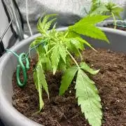 Blue Auto Mazar 2nd try