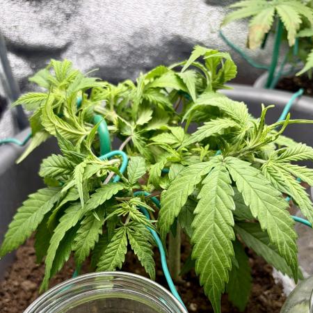 Blue Auto Mazar 2nd try