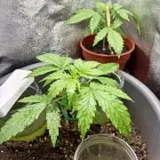 Blue Auto Mazar 2nd try