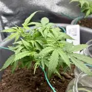 Blue Auto Mazar 2nd try