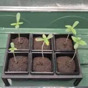 Indoor White Truffle