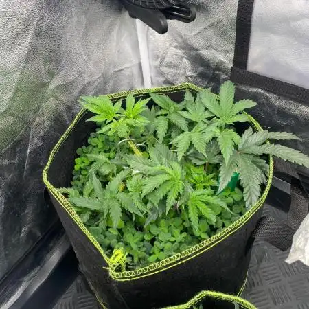 Sweet Cherry Kush | Living Soil | GER