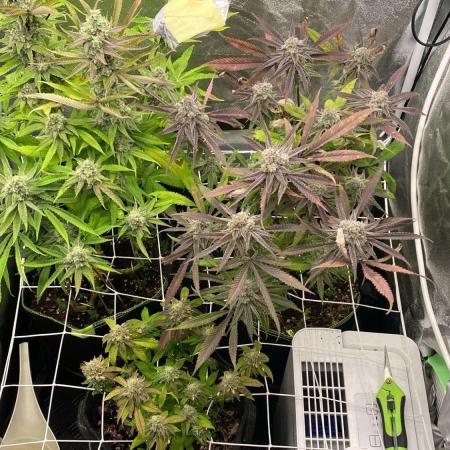 Purple Cookie Kush | Living Soil | GER