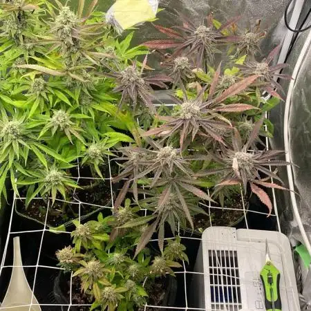 Purple Cookie Kush | Living Soil | GER