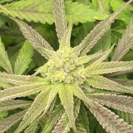 Purple Cookie Kush | Living Soil | GER
