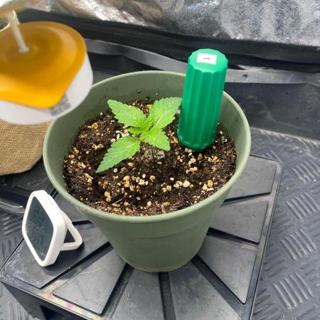 Sweet Cherry Kush | Living Soil | GER