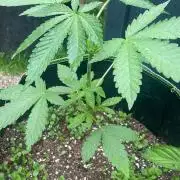 Outdoor to Indoor | Garlic Gas | GER