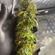 Sweet Cherry Kush | Living Soil | GER