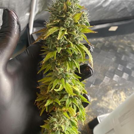 Sweet Cherry Kush | Living Soil | GER