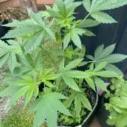 Outdoor to Indoor | Garlic Gas | GER