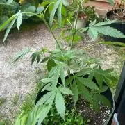 Outdoor to Indoor | Garlic Gas | GER