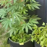 Outdoor to Indoor | Garlic Gas | GER