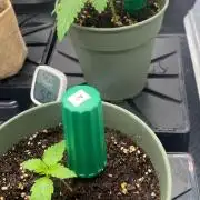 Sweet Cherry Kush | Living Soil | GER