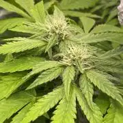 Outdoor to Indoor | Garlic Gas | GER
