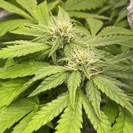 Outdoor to Indoor | Garlic Gas | GER