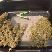 Sweet Cherry Kush | Living Soil | GER