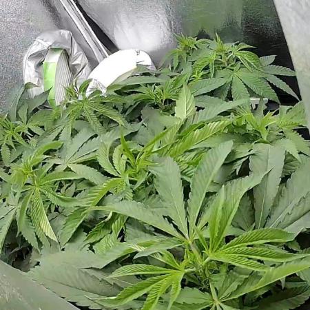 Purple Cookie Kush | Living Soil | GER