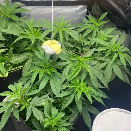 Purple Cookie Kush | Living Soil | GER