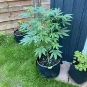 Outdoor to Indoor | Garlic Gas | GER