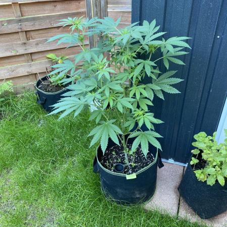 Outdoor to Indoor | Garlic Gas | GER