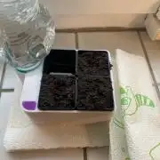 Sweet Cherry Kush | Living Soil | GER