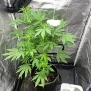 Outdoor to Indoor | Garlic Gas | GER