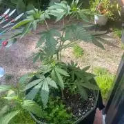 Outdoor to Indoor | Garlic Gas | GER