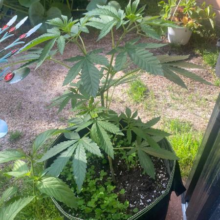 Outdoor to Indoor | Garlic Gas | GER