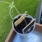 Outdoor to Indoor | Garlic Gas | GER