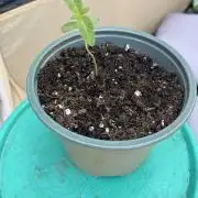 Outdoor to Indoor | Garlic Gas | GER
