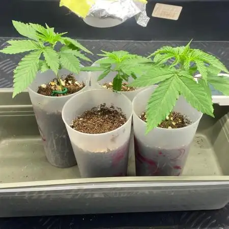 Purple Cookie Kush | Living Soil | GER