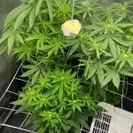 Purple Cookie Kush | Living Soil | GER