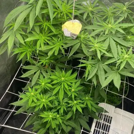 Purple Cookie Kush | Living Soil | GER