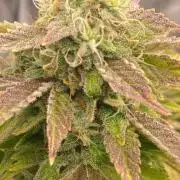 Outdoor to Indoor | Garlic Gas | GER