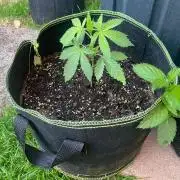 Outdoor to Indoor | Garlic Gas | GER