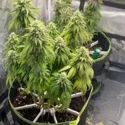 Sweet Cherry Kush | Living Soil | GER