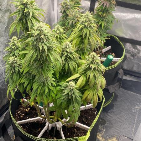 Sweet Cherry Kush | Living Soil | GER