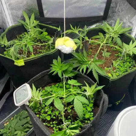 Purple Cookie Kush | Living Soil | GER