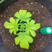 Sweet Cherry Kush | Living Soil | GER