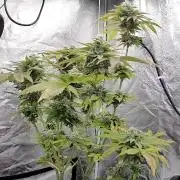 Outdoor to Indoor | Garlic Gas | GER