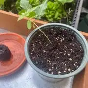 Outdoor to Indoor | Garlic Gas | GER